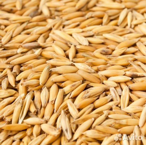 Овес Кормовой/Семена/Доставка