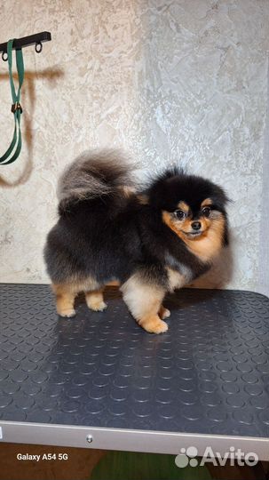 Стрижка собак,кошек, животных,грумер