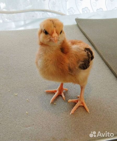 Цыплята домашние
