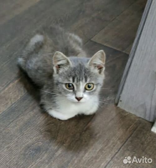 Котята в добрые руки бесплатно