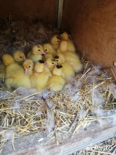 Утята муларды