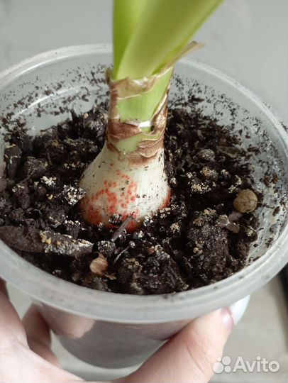 Амариллис (Гиппеаструм) Дэнсинг Квин