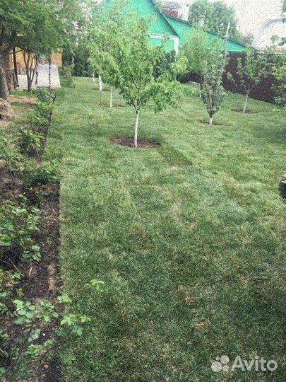 Рулонный газон