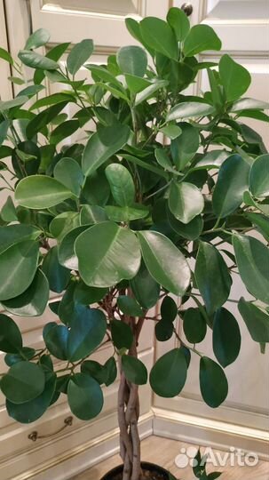 Замиокулькас