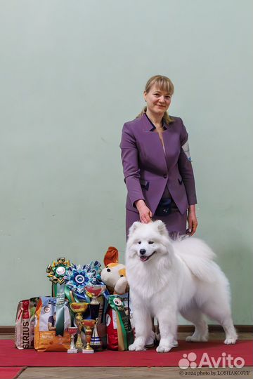 Щенки самоеда