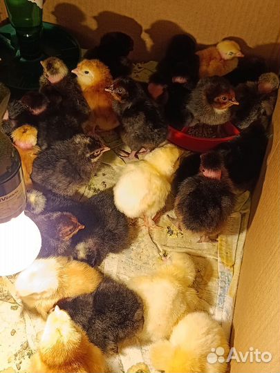 Цыплята из цветного яйца