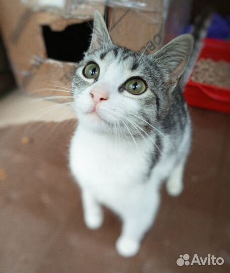 Котенок девочка 5мес очень красивая