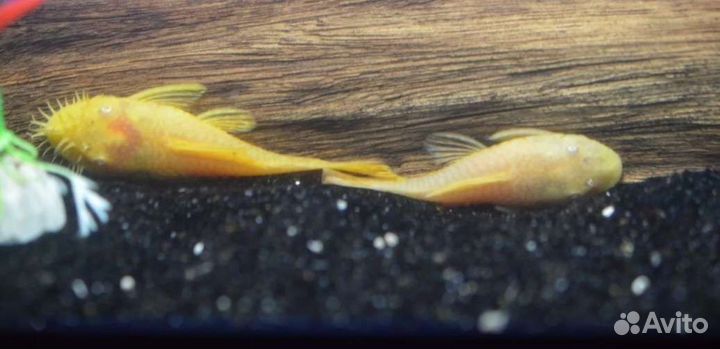 Улитки хелены/Продажа-обмен на корм ры.Роголистник