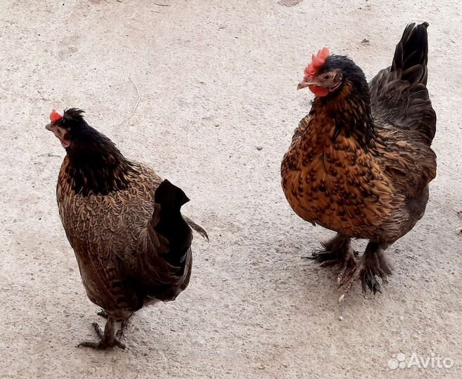 И/яйцо кур Кохинхин,Бентамка