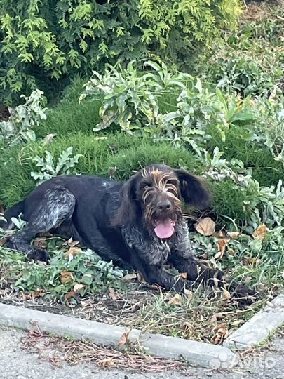 Дратхаар в добрые руки