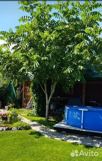 Саженцы Маньчжурского ореха (родст-к грецкого)