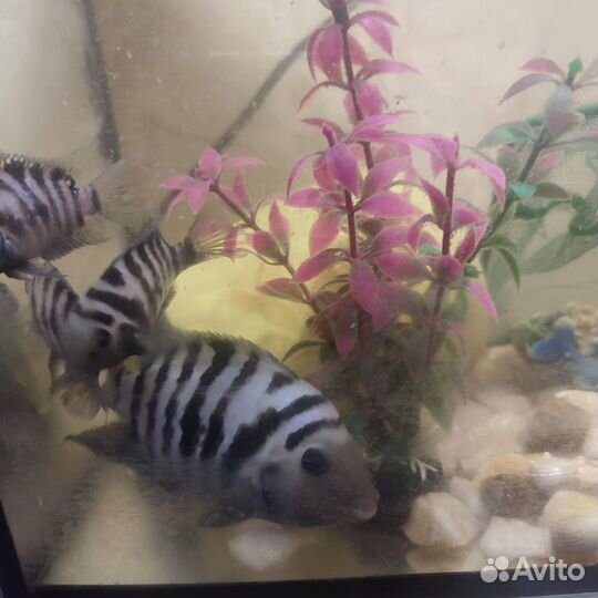 Продам рыбок полосатая цихлида