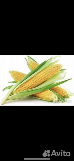 Кукуруза в початках, свежая