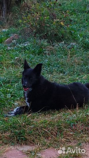 Собаке нужен дом