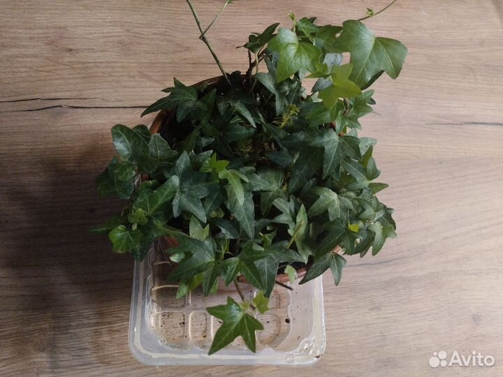 Плющ обыкновенный, взрослое растение