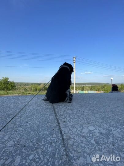 Отдам в хорошие руки