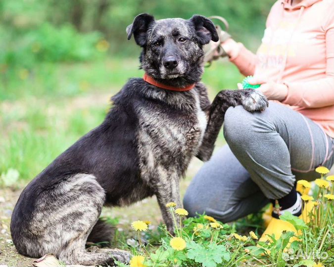 Собака в добрые руки