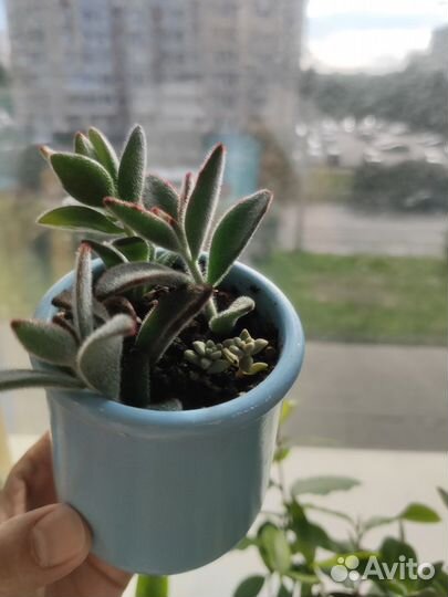 Каланхоэ войлочное и другие виды