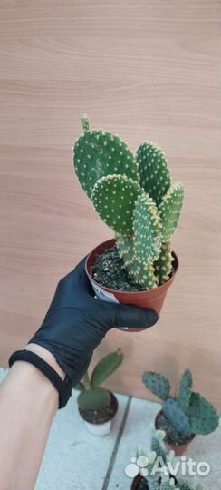 Кактус опунция