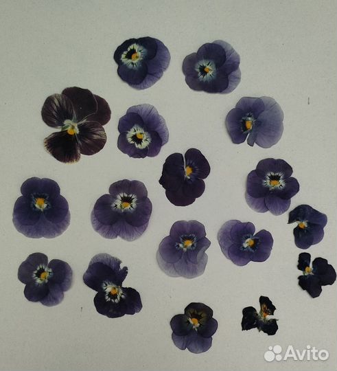 Набор сухоцветов для творчества, смолы, свечей