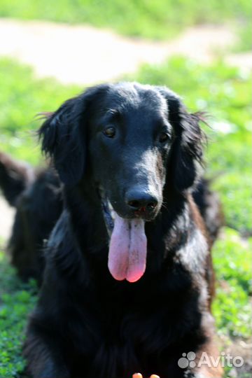 Щенки флэта