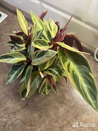 Строманта хортиколор