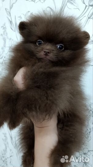 Щенки шпица