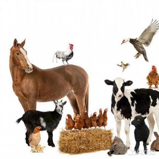 Зерно, комбикорм, премиксы, лизунцы, соль