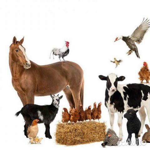 Зерно, комбикорм, премиксы, лизунцы, соль