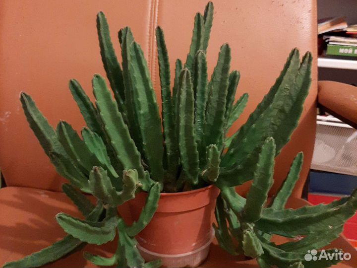 Гиппеаструм