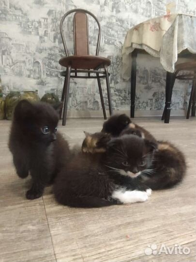 Отдам котят к лотку приучены всё едят