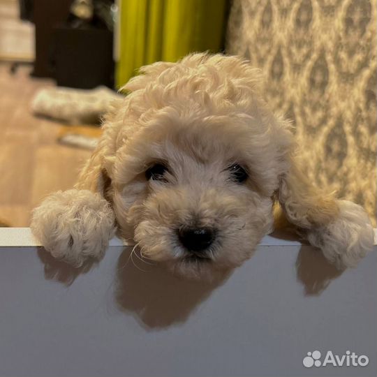 Пудель щенок