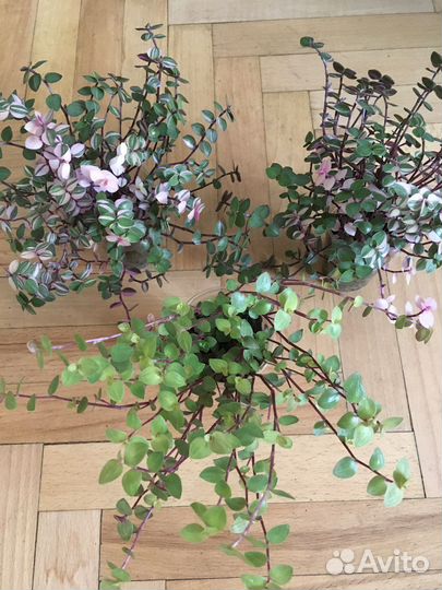 Коллизия разные сорта