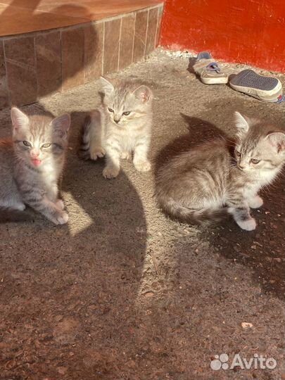 Отдам бесплатно