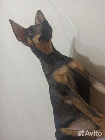 Щенки цвергпинчера