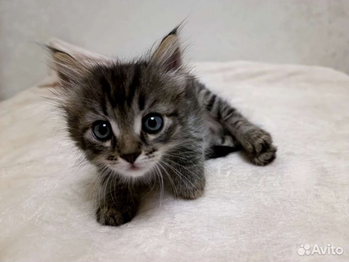 Котёнок 1 мес