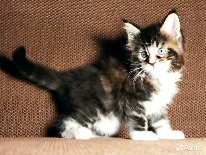 Котята Мейн Кун