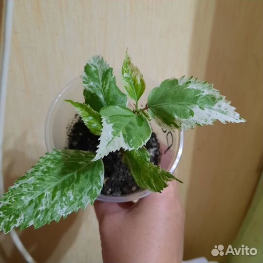 Сортовые гибискусы