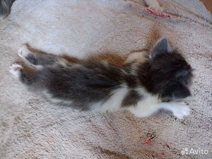 Кошки