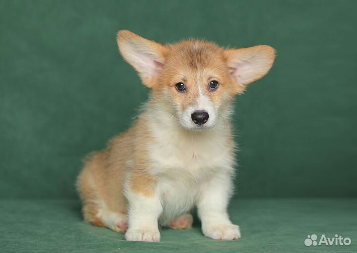 Щенок вельш корги пемброк мальчик