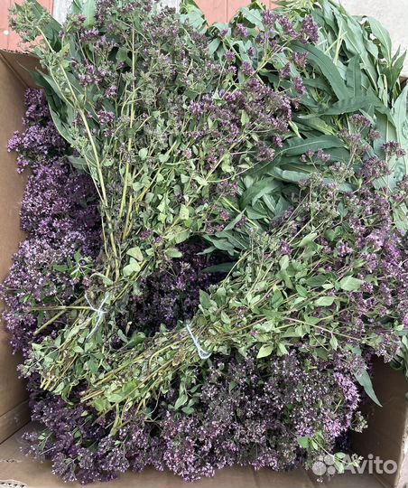 Душица лесная