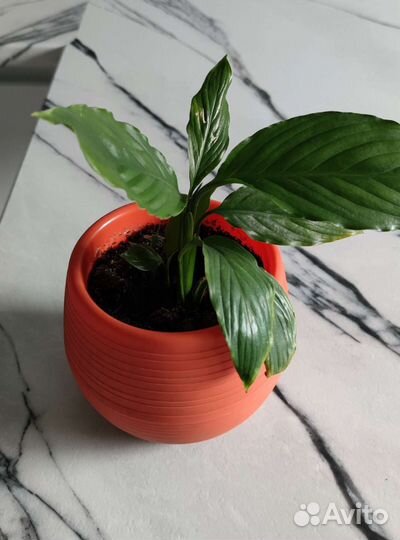 Спатифиллум