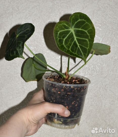 Антуриум Кларинервиум
