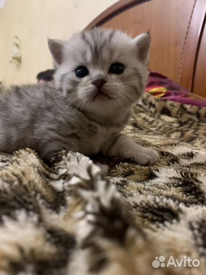 Шотландские котята