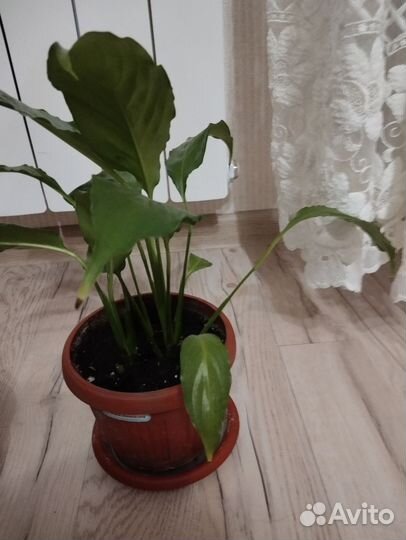 Антуриум и спатифиллум