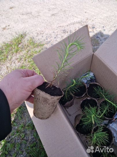 Саженцы сосны обыкновенной окс