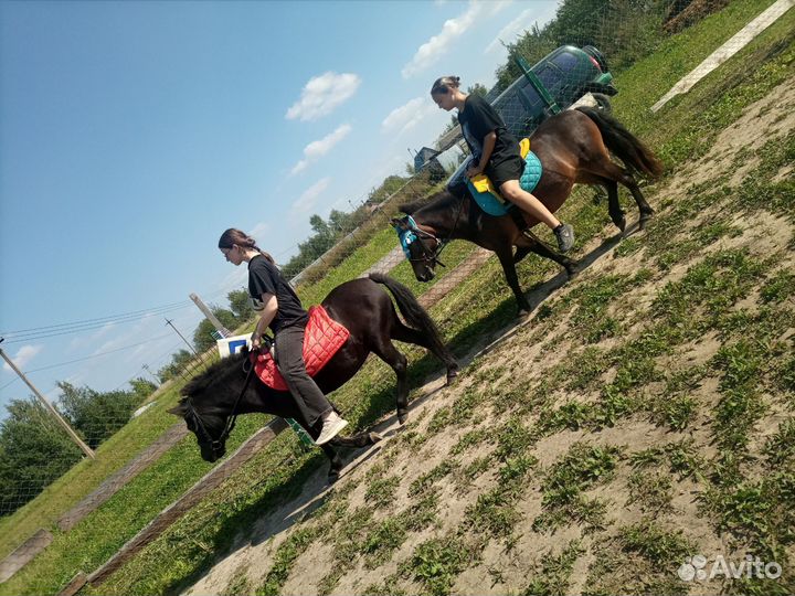 Продам пони