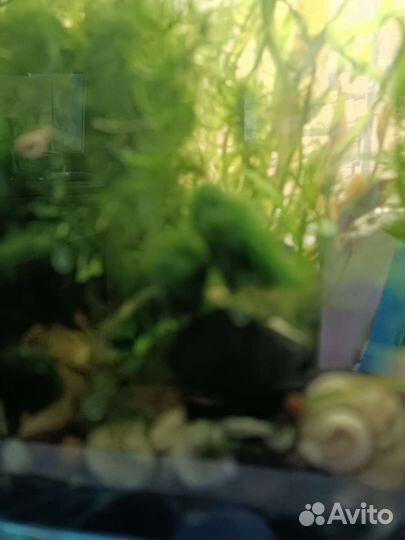 Растение в аквариумное
