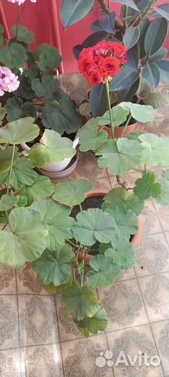 Замиокулькас