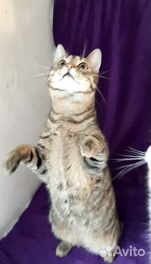 Кот ищет дом